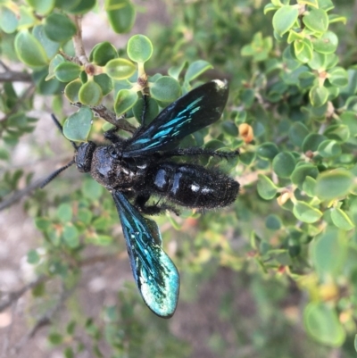 Austroscolia soror (Blue Flower Wasp) at Hughes, ACT - 26 Jan 2020 by Linden