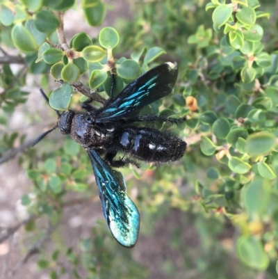 Austroscolia soror (Blue Flower Wasp) at Hughes, ACT - 27 Jan 2020 by Linden