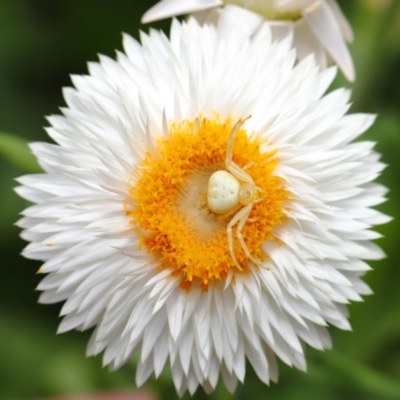 Thomisus spectabilis (Spectacular Crab Spider) at ANBG - 19 Jan 2020 by TimL