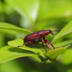 Euops sp. (genus) (A leaf-rolling weevil) at ANBG - 15 Jan 2020 by TimL