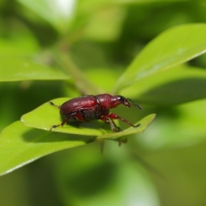 Euops sp. (genus) at Hackett, ACT - 15 Jan 2020