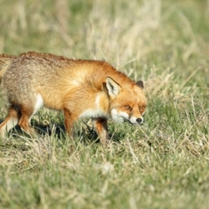 Vulpes vulpes at Torrens, ACT - 6 Aug 2014 03:37 PM