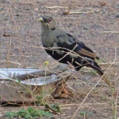 Ptilonorhynchus violaceus (Satin Bowerbird) at Deakin, ACT - 27 Jan 2020 by JackyF