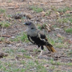 Ptilonorhynchus violaceus at Deakin, ACT - 27 Jan 2020