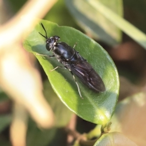 Hermetia illucens at Higgins, ACT - 30 Dec 2019 08:50 AM