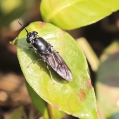 Hermetia illucens at Higgins, ACT - 30 Dec 2019 08:50 AM