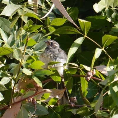 Rhipidura albiscapa (Grey Fantail) at Deakin, ACT - 27 Jan 2020 by JackyF