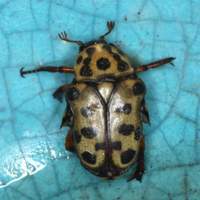 Neorrhina punctata (Spotted flower chafer) at Ulladulla, NSW - 25 Jan 2020 by jbromilow50