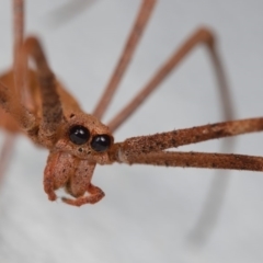 Deinopidae (family) (Net-casting Spider) at Ainslie, ACT - 26 Jan 2020 by kdm