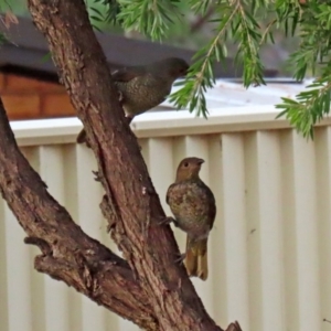 Ptilonorhynchus violaceus at Macarthur, ACT - 27 Jan 2020