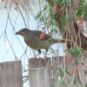 Ptilonorhynchus violaceus at Macarthur, ACT - 27 Jan 2020