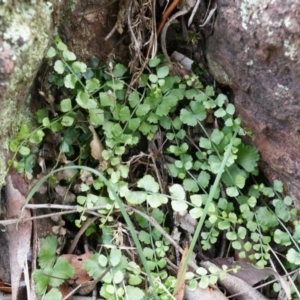 Asplenium flabellifolium at Hackett, ACT - 30 Mar 2014