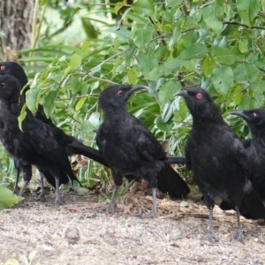 Corcorax melanorhamphos at Hughes, ACT - 28 Jan 2020