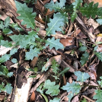 Solanum prinophyllum (Forest Nightshade) at Wattamolla, NSW - 22 Jan 2020 by WattaWanderer