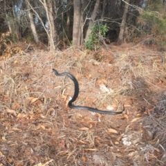 Pseudechis porphyriacus (Red-bellied Black Snake) at Eden, NSW - 28 Jan 2020 by MickBettanin
