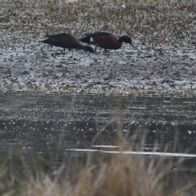 Anas castanea (Chestnut Teal) at MTR591 at Gundaroo - 26 Jan 2020 by MaartjeSevenster