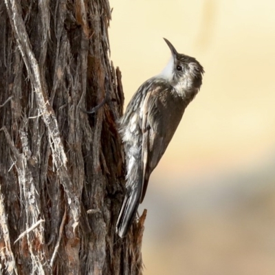 Cormobates leucophaea (White-throated Treecreeper) at Hawker, ACT - 23 Jan 2020 by Alison Milton