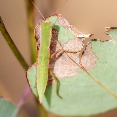 Orthodera ministralis (Green Mantid) at Hawker, ACT - 23 Jan 2020 by AlisonMilton