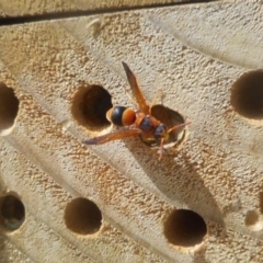 Anterhynchium nigrocinctum (Potter Wasp) at Latham, ACT - 20 Jan 2020 by JBrickhill