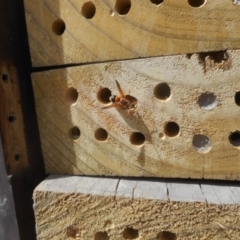 Eumeninae (subfamily) at Latham, ACT - 20 Jan 2020