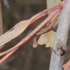 Anilara sp. (genus) at Acton, ACT - 28 Jan 2020