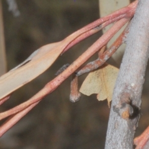 Anilara sp. (genus) at Acton, ACT - 28 Jan 2020