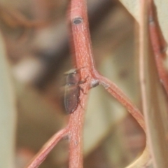 Anilara sp. (genus) at Acton, ACT - 28 Jan 2020