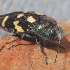 Astraeus (Astraeus) dilutipes at Paddys River, ACT - 26 Jan 2020