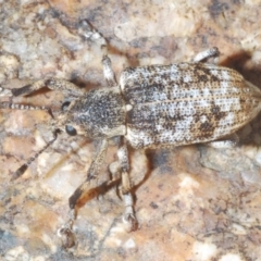 Rhinaria sp. (genus) (Unidentified Rhinaria weevil) at Paddys River, ACT - 26 Jan 2020 by Harrisi