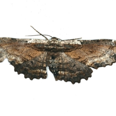 Pholodes sinistraria (Sinister or Frilled Bark Moth) at Ulladulla, NSW - 27 Jan 2020 by jb2602