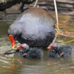 Gallinula tenebrosa (Dusky Moorhen) at National Zoo and Aquarium - 22 Jan 2020 by TimL