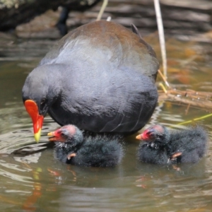 Gallinula tenebrosa at Yarralumla, ACT - 22 Jan 2020