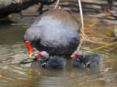 Gallinula tenebrosa (Dusky Moorhen) at Yarralumla, ACT - 22 Jan 2020 by TimL