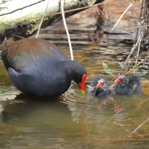 Gallinula tenebrosa at Yarralumla, ACT - 22 Jan 2020