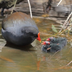 Gallinula tenebrosa at Yarralumla, ACT - 22 Jan 2020