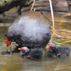 Gallinula tenebrosa at Yarralumla, ACT - 22 Jan 2020