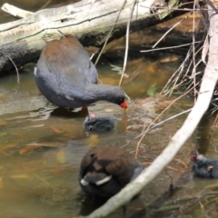 Gallinula tenebrosa at Yarralumla, ACT - 22 Jan 2020