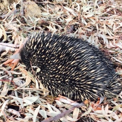 Tachyglossus aculeatus (Short-beaked Echidna) at Bruce, ACT - 27 Jan 2020 by RWPurdie