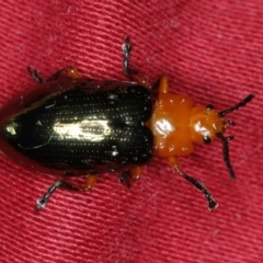 Lamprolina (genus) (Pittosporum leaf beetle) at Ulladulla, NSW - 27 Jan 2020 by jbromilow50