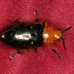 Lamprolina (genus) (Pittosporum leaf beetle) at Ulladulla, NSW - 27 Jan 2020 by jb2602