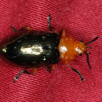 Lamprolina (genus) (Pittosporum leaf beetle) at Ulladulla, NSW - 27 Jan 2020 by jb2602