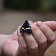 Phalaenoides glycinae (Grapevine Moth) at Weston, ACT - 27 Jan 2020 by AliceH