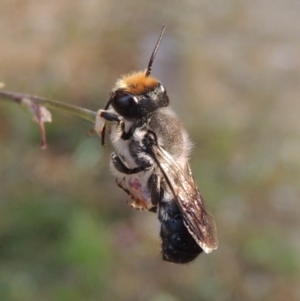 Megachile lucidiventris at Pollinator-friendly garden Conder - 18 Dec 2019 09:47 AM