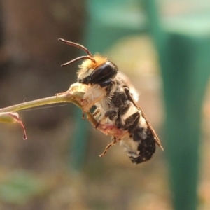 Megachile lucidiventris at Pollinator-friendly garden Conder - 18 Dec 2019 09:47 AM