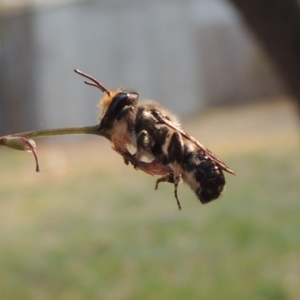 Megachile lucidiventris at Pollinator-friendly garden Conder - 18 Dec 2019 09:47 AM