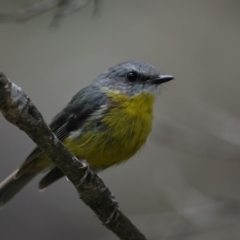 Eopsaltria australis (Eastern Yellow Robin) at Ulladulla, NSW - 27 Jan 2020 by jb2602