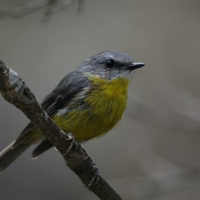 Eopsaltria australis (Eastern Yellow Robin) at Ulladulla, NSW - 27 Jan 2020 by jb2602