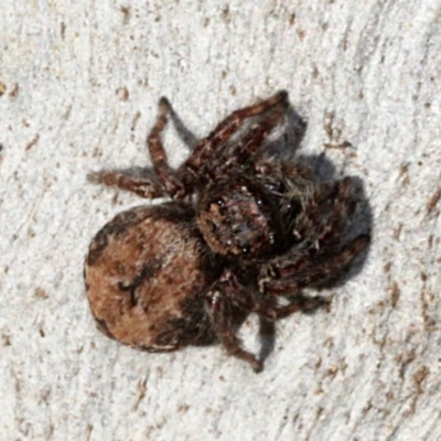 Servaea sp. (genus) (Unidentified Servaea jumping spider) at O'Connor, ACT - 24 Aug 2019 by PeteWoodall