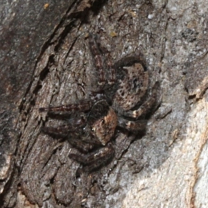 Servaea sp. (genus) at O'Connor, ACT - 24 Aug 2019 08:55 AM