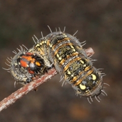 Apina callisto (Pasture Day Moth) at Melba, ACT - 24 Aug 2019 by PeteWoodall